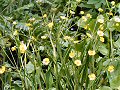 Lesser spearwort