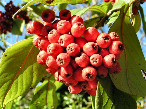 Tree cotoneaster