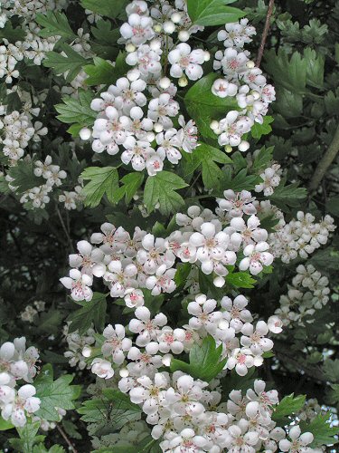 Hawthorn blossom