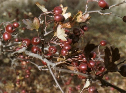 Hawthorn berries