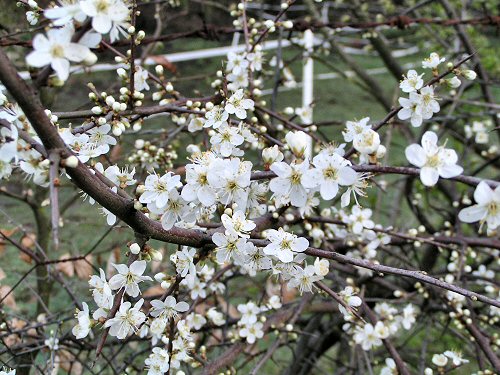 Blackthorn blossom