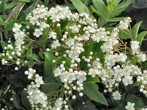 Firethorn in blossom