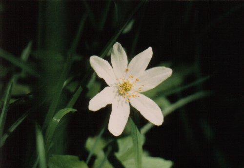 Wood anemone