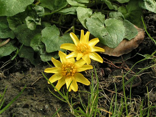 Lesser celandine