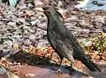 Male blackbird on pond-side