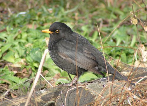 Male blackbird