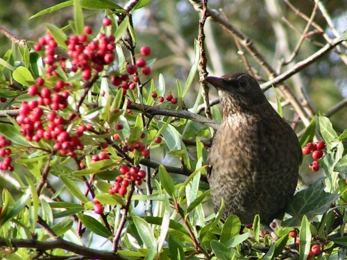 Female blackbird on Pyracantha