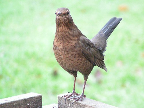 Female blackbird at a bird table