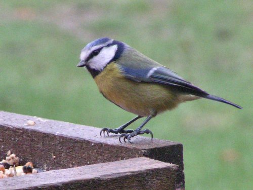 Blue tit on birdtable