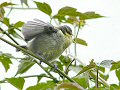 Fledgling blue tit food begging