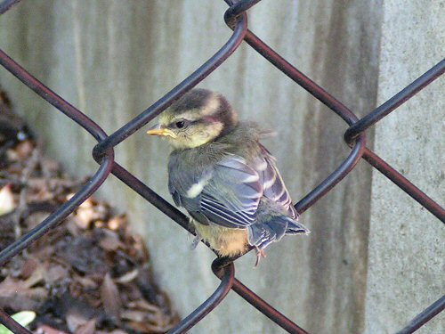 Blue tit fledgling