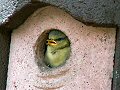 Nestling blue tit