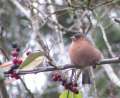 Male chaffinch