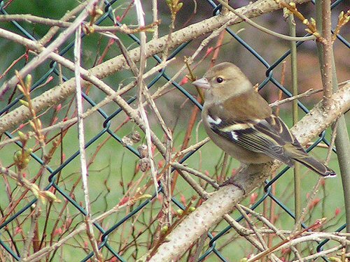 Female chaffinch