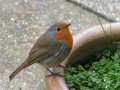 Robin on flower pot