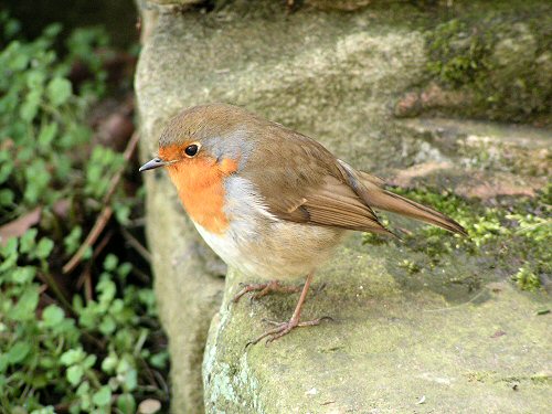 Robin on garden fence