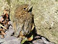 Robin fledgling