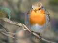 Confiding robin