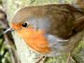 Robin close-up