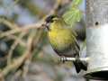 Siskin at nyger feeder