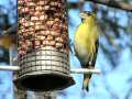 Siskin at peanut feeder