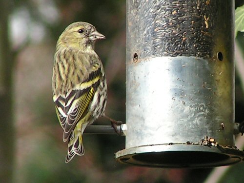 Close-up of female siskin at nyger feeder