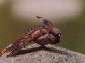 Male house sparrow stretching