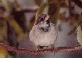 Immature male house sparrow