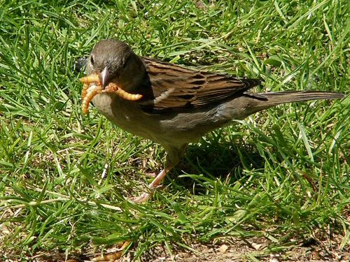 Female house sparrow with mealworms