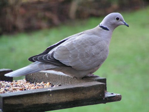 Collard dove