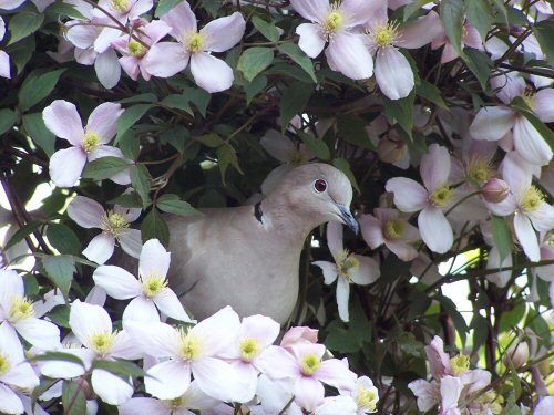 Collard dove in Clematis