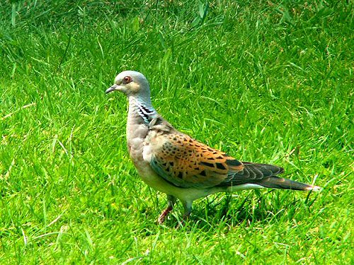 Turtle dove