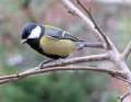 Great Tit