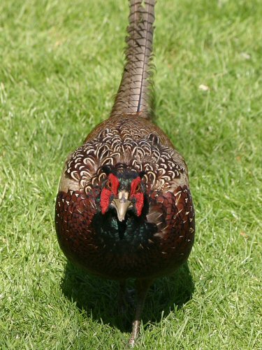 Garden pheasant