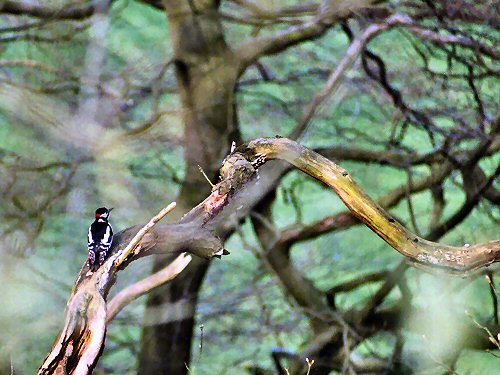 Male great spotted woodpecker