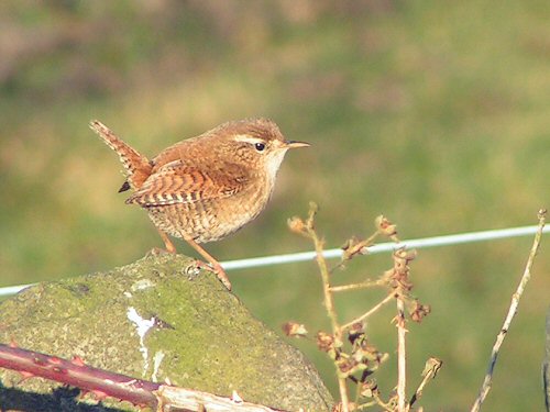 Wren on dry-stone wall