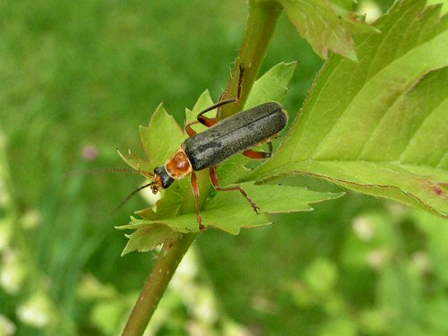 Cantharid beetle