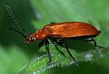 Cardinal beetle