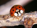 Harlequin ladybird