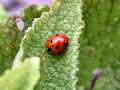 Seven-spot ladybird