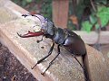 Male Stag Beetle