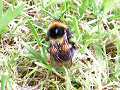 Garden bumblebee