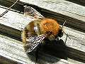 Common carder bee