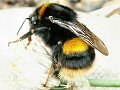 Queen buff-tailed bumblebee