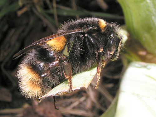 Queen buff-tailed bumblebee