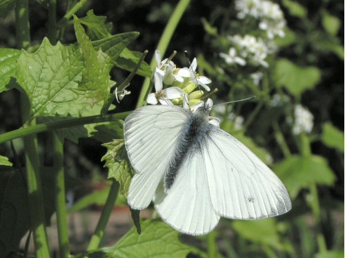 Green-veined white