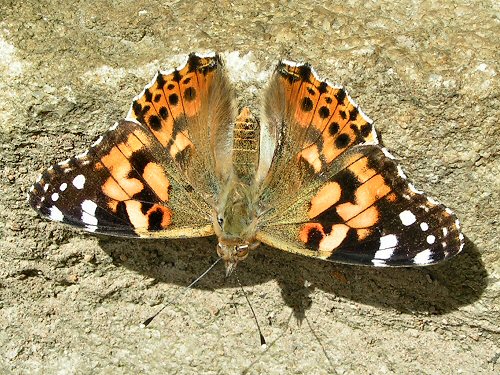 Painted lady sunning itself