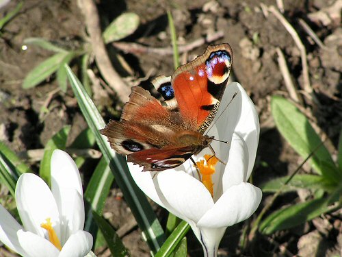 Peacock feeding after hibernation