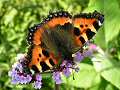 Small tortoiseshell