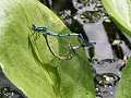 Azure damselflies copulating (wheel position)